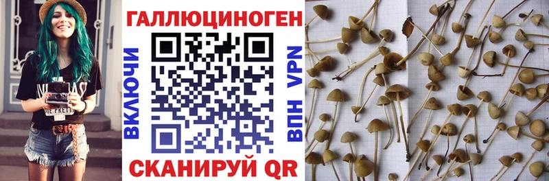 наркота  Луга  Псилоцибиновые грибы Psilocybine cubensis 